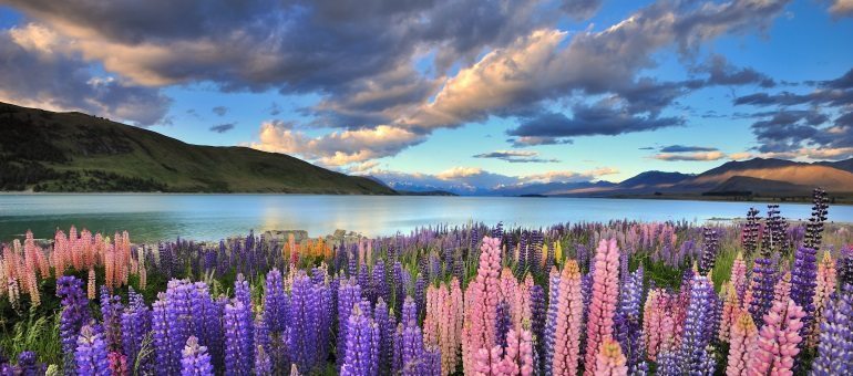 NZ - a great place to find your dream IT job